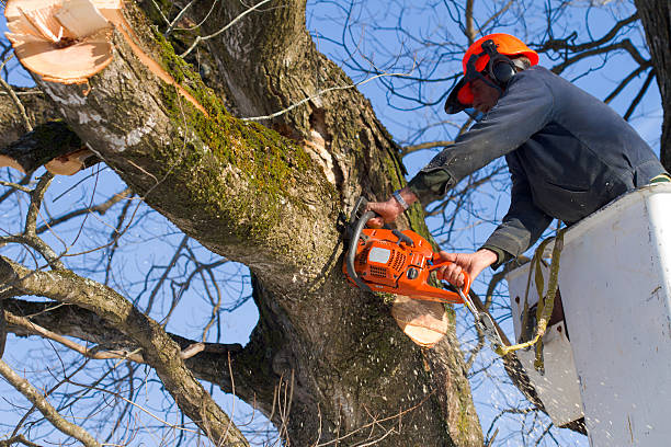 Crew member in a bucket truck cutting a large tree limb with a chainsaw