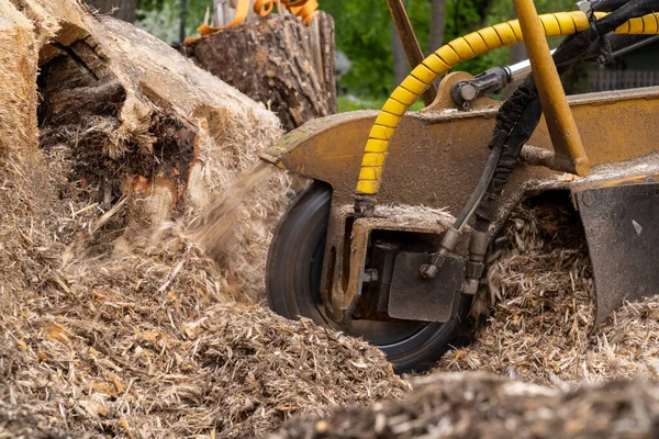 Stump grinder milling head grinding a stump to below grade