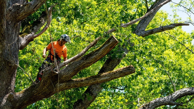Arborist rigged in the canopy after removing several large limbs